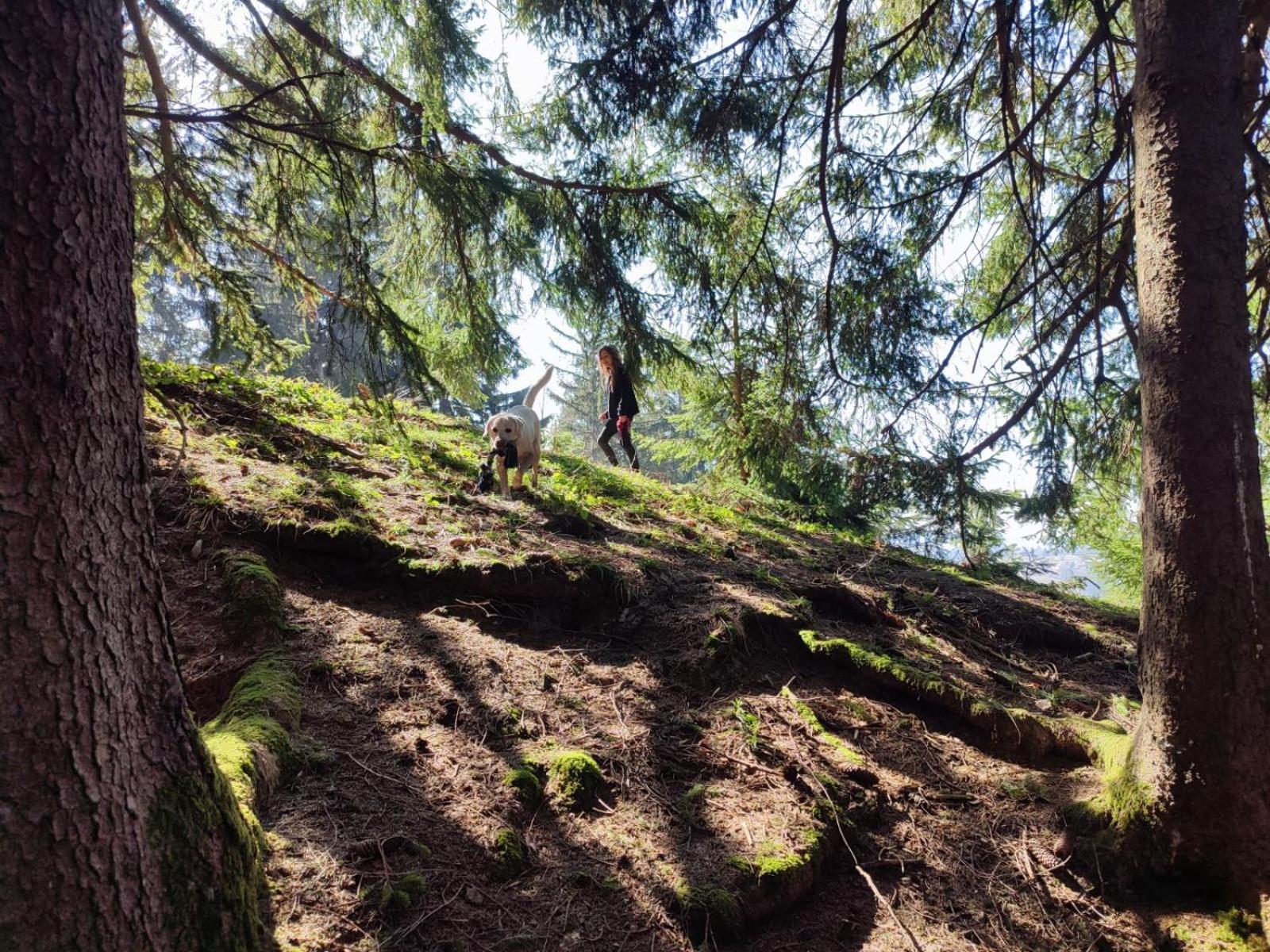 Sonnen-Juwel - Hallenbad-Sauna-2 Getrennte Schlafbereiche-Direkt An Der Skipiste Missen Wilhams Bagian luar foto